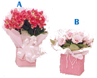 cf_10.gif (28417 bytes)