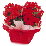 cf_5.gif (31218 bytes)