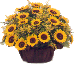 vaso_11.gif (33560 bytes)