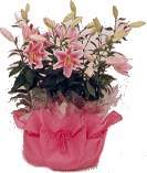 vaso_22.gif (13376 bytes)